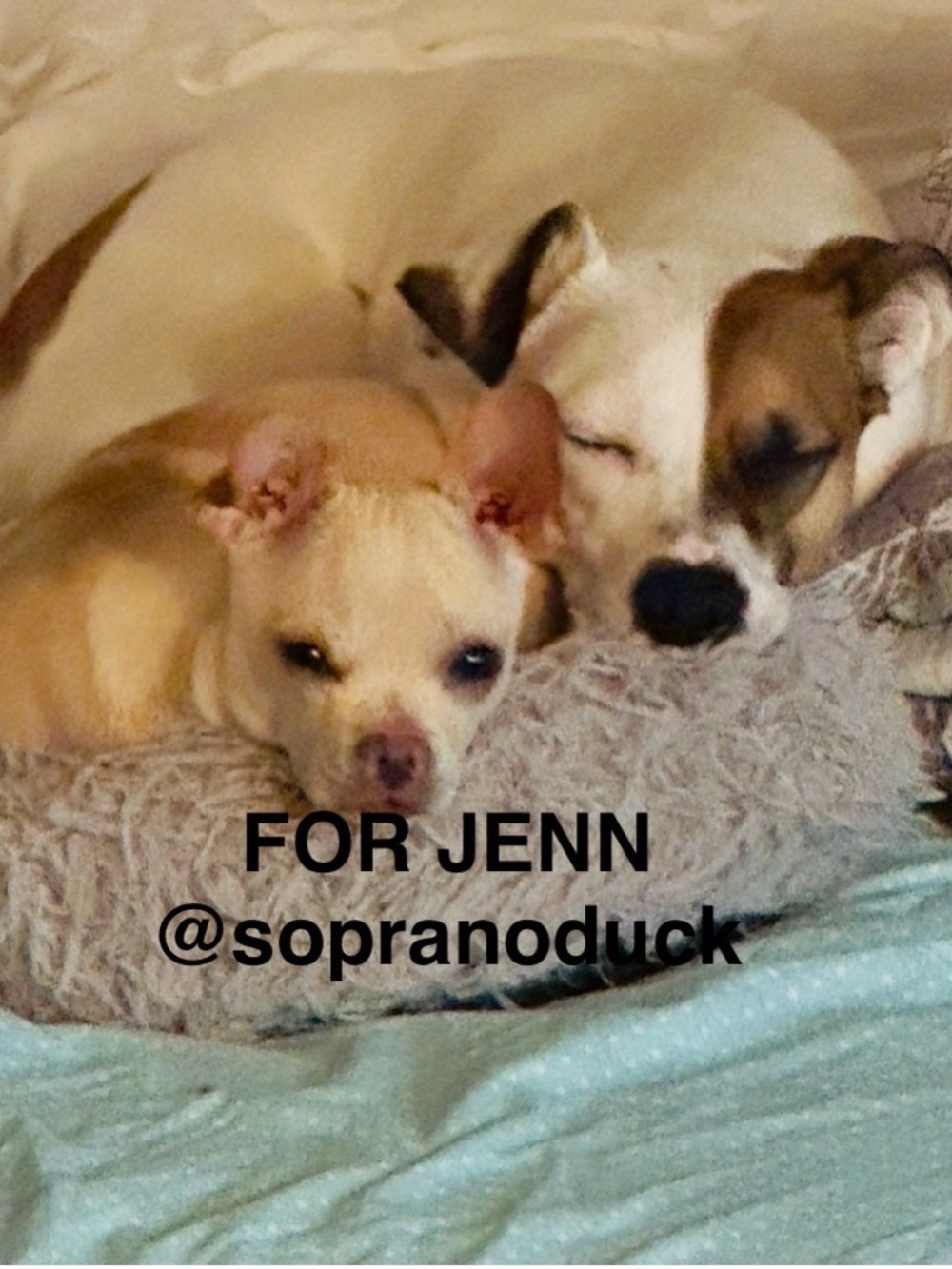 Dog Bed Blanket - Cream and White Cozy Pet Throw